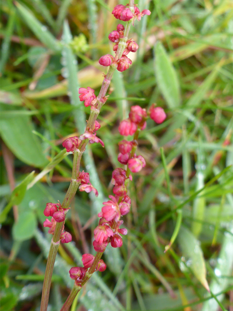 Red inflorescence