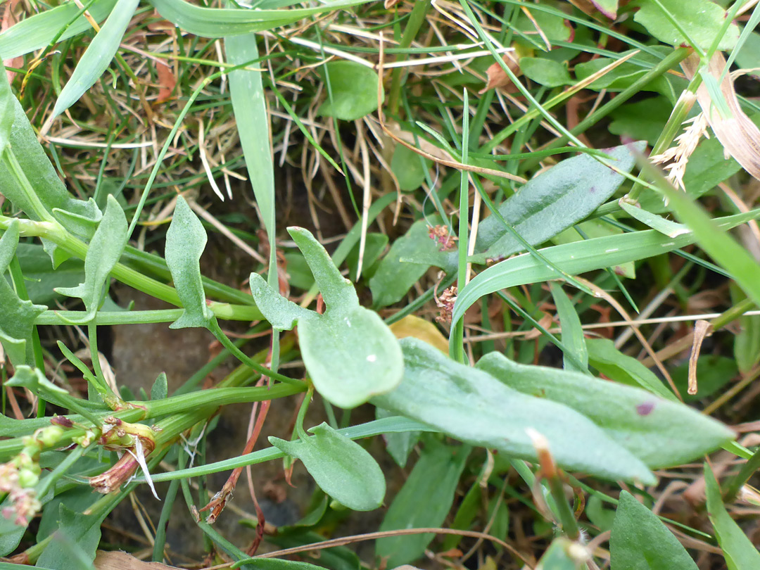 Greyish-green leaves