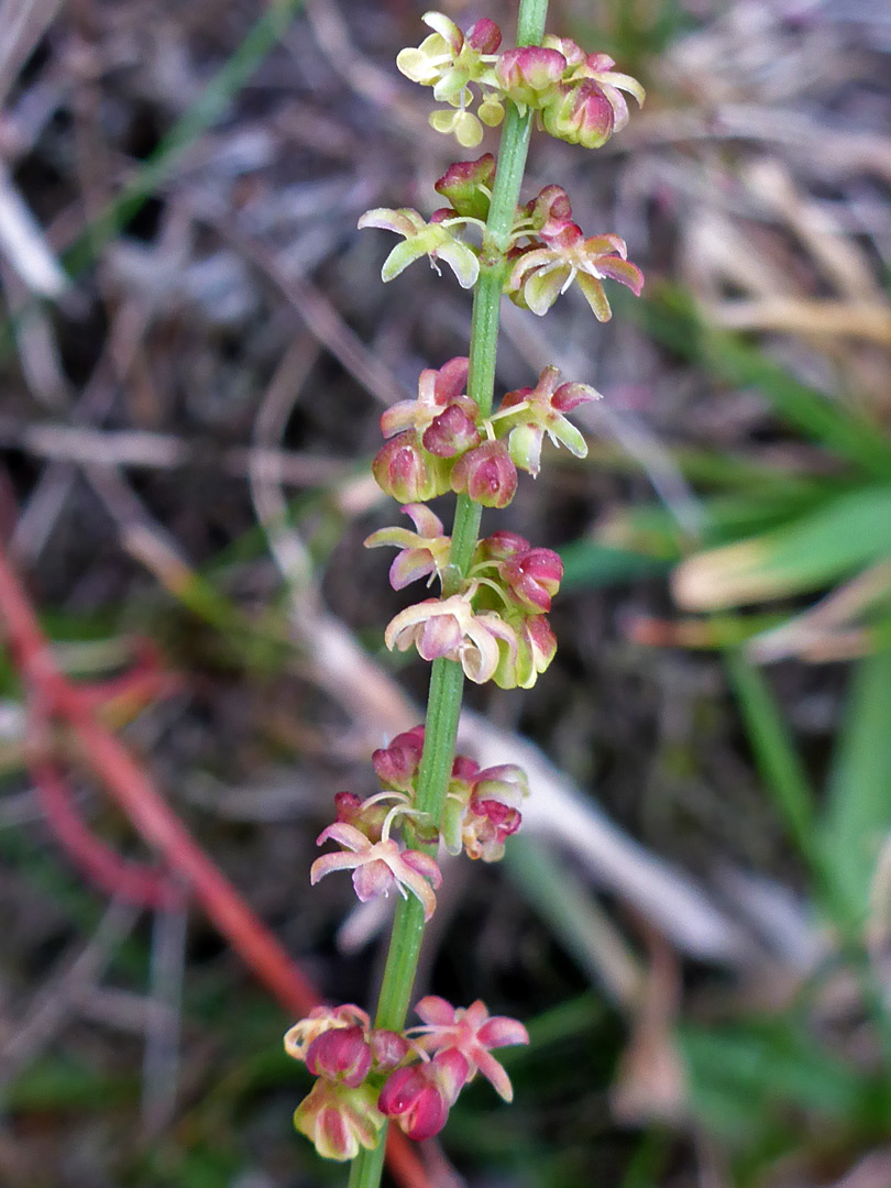 Whorled flowers