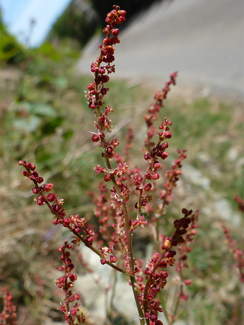 Branched inflorescence