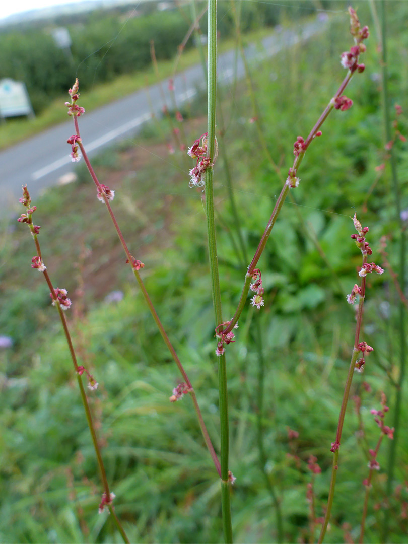 Slender stem branches