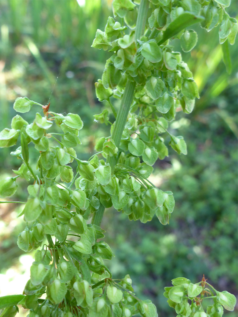 Green flowers