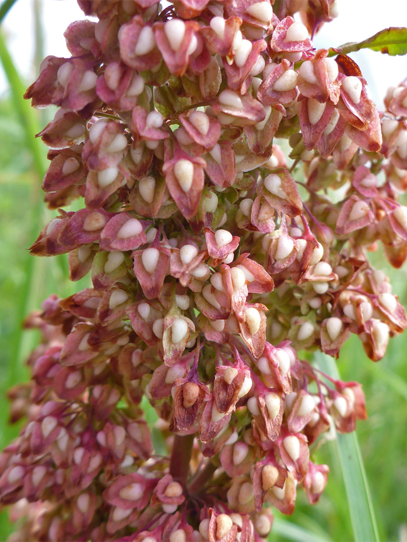 Reddish flowers