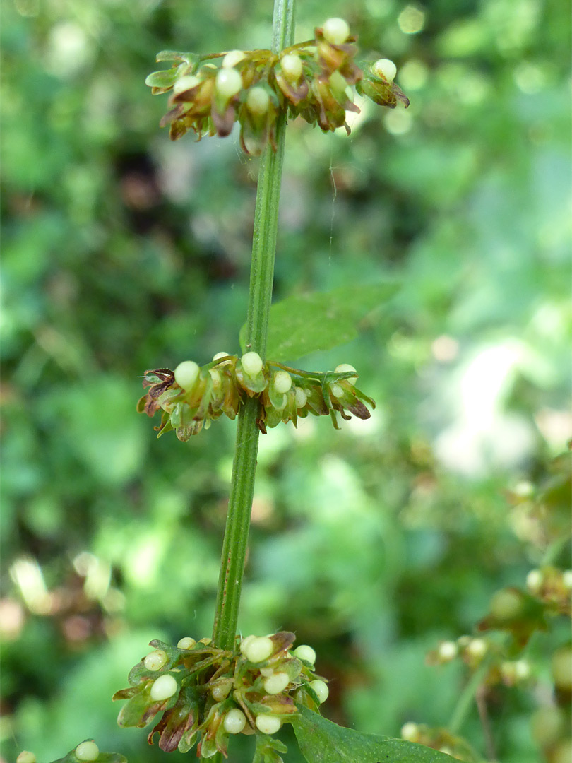 Whorled flowers