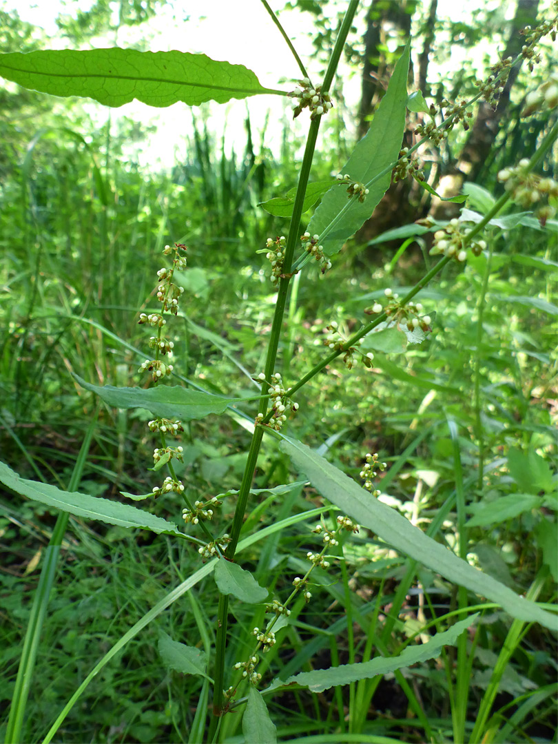 Branched stem