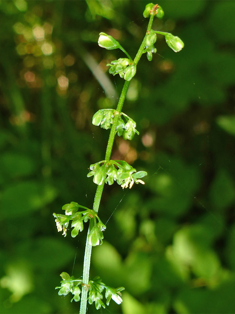 Top of a stem