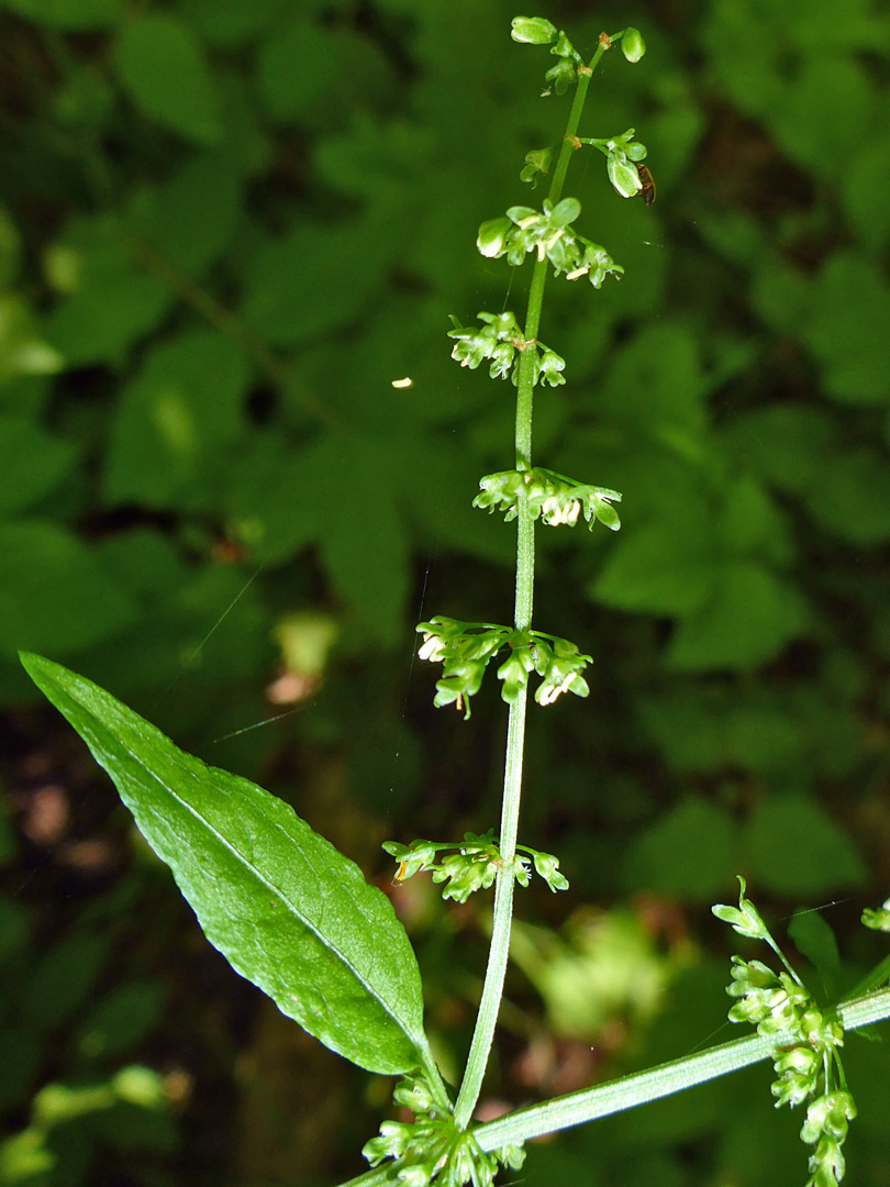 Well-separated flower whorls