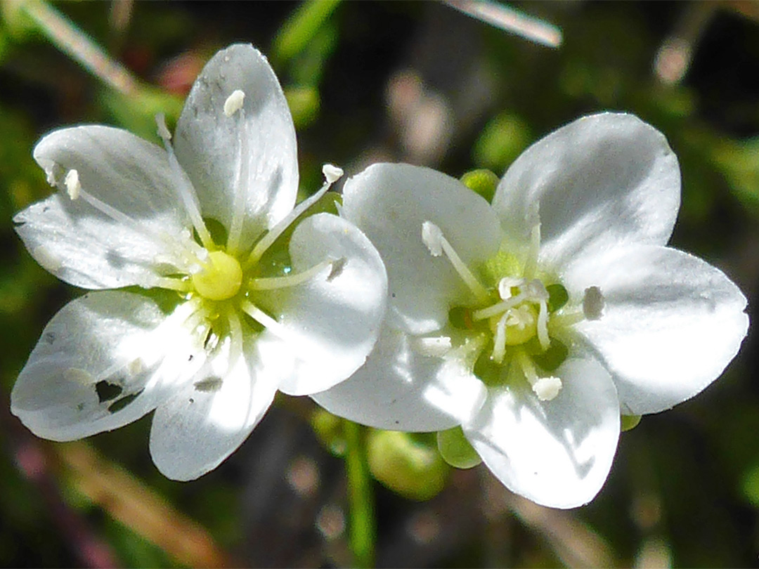 Two flowers