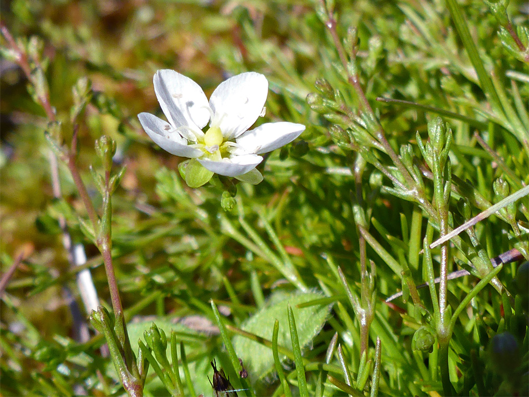 Flower and leaves