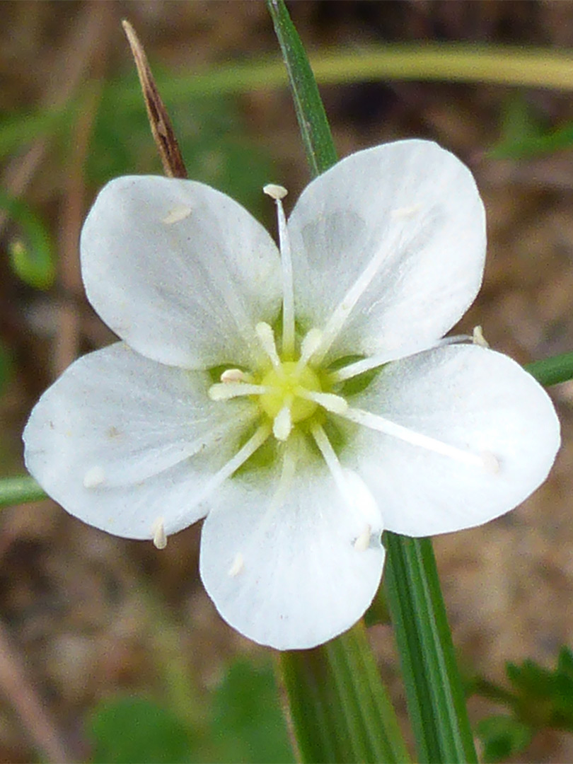 Single flower