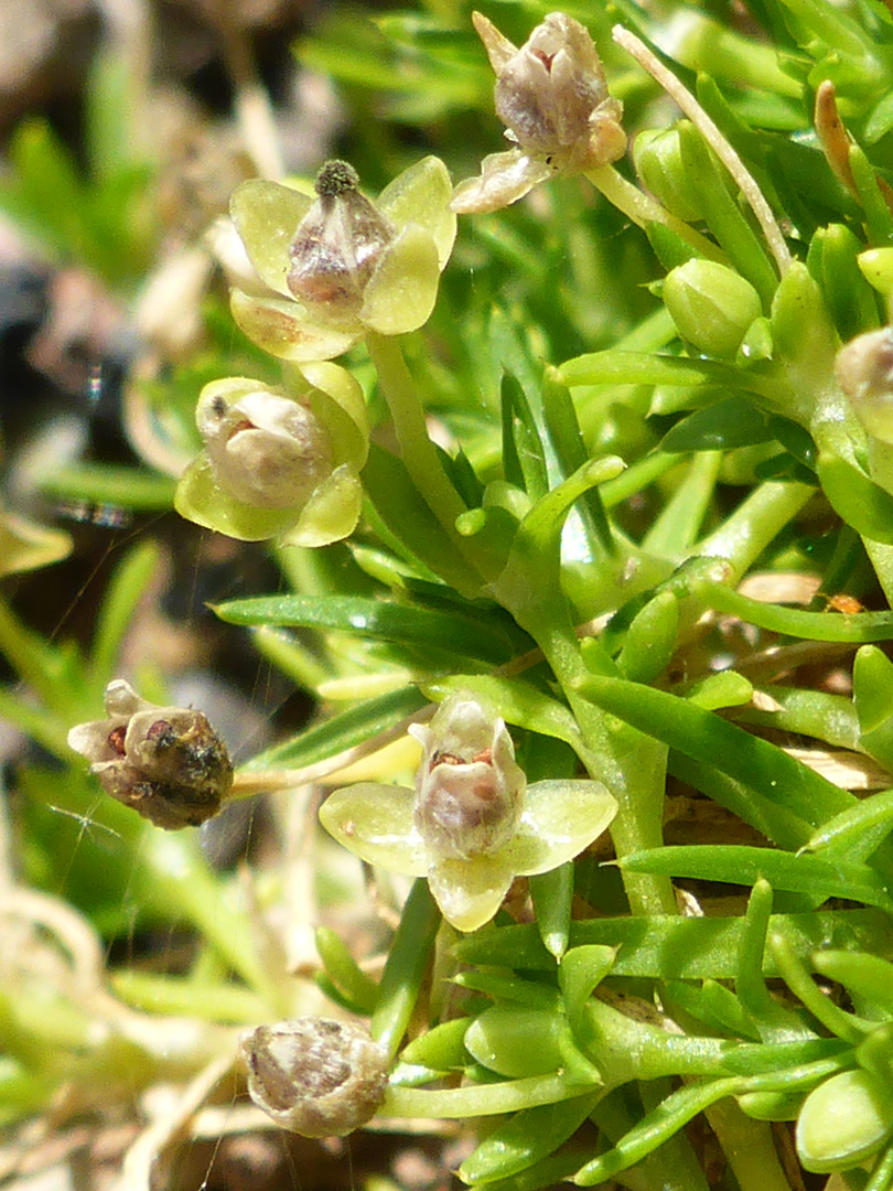 Withered flowers