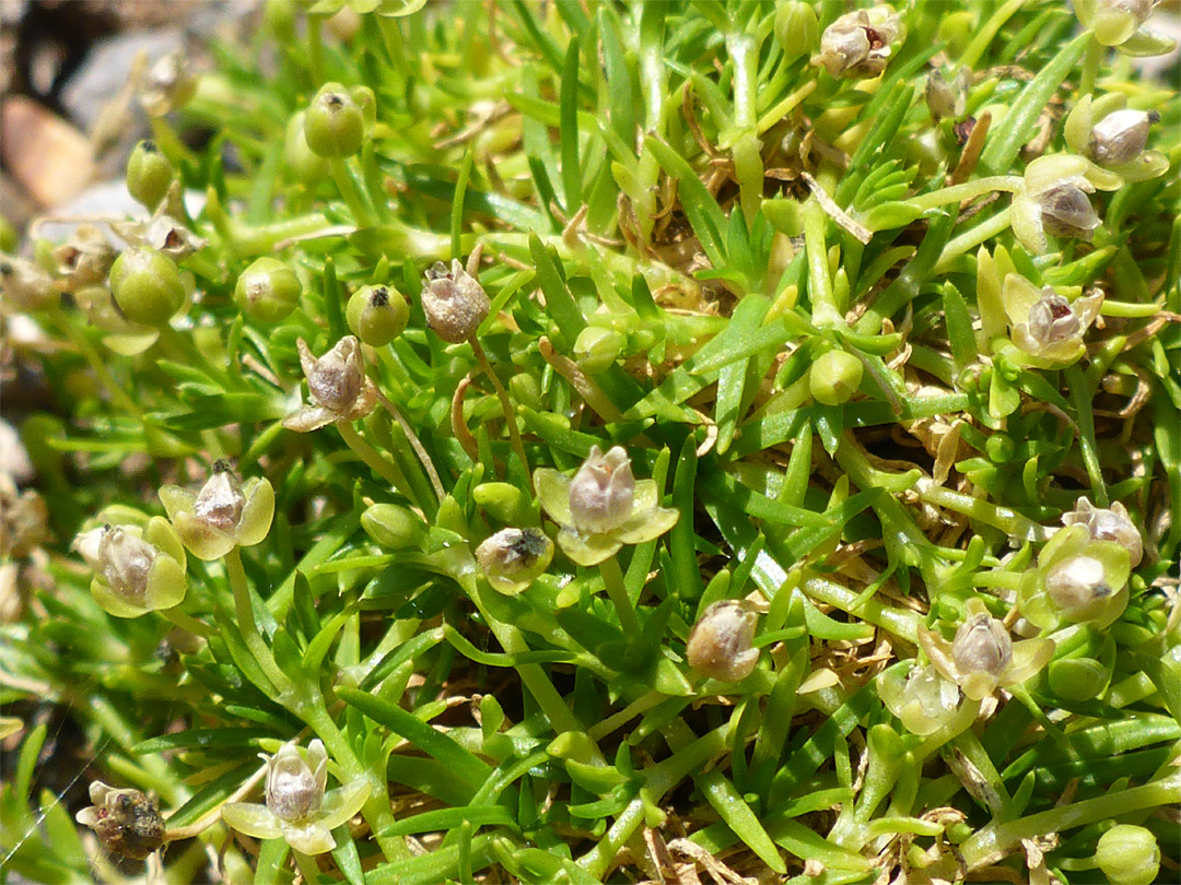 Leaves and flowers