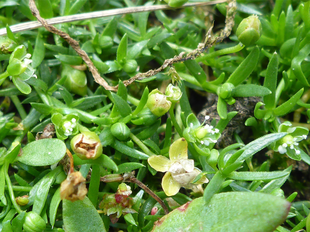 Narrow leaves