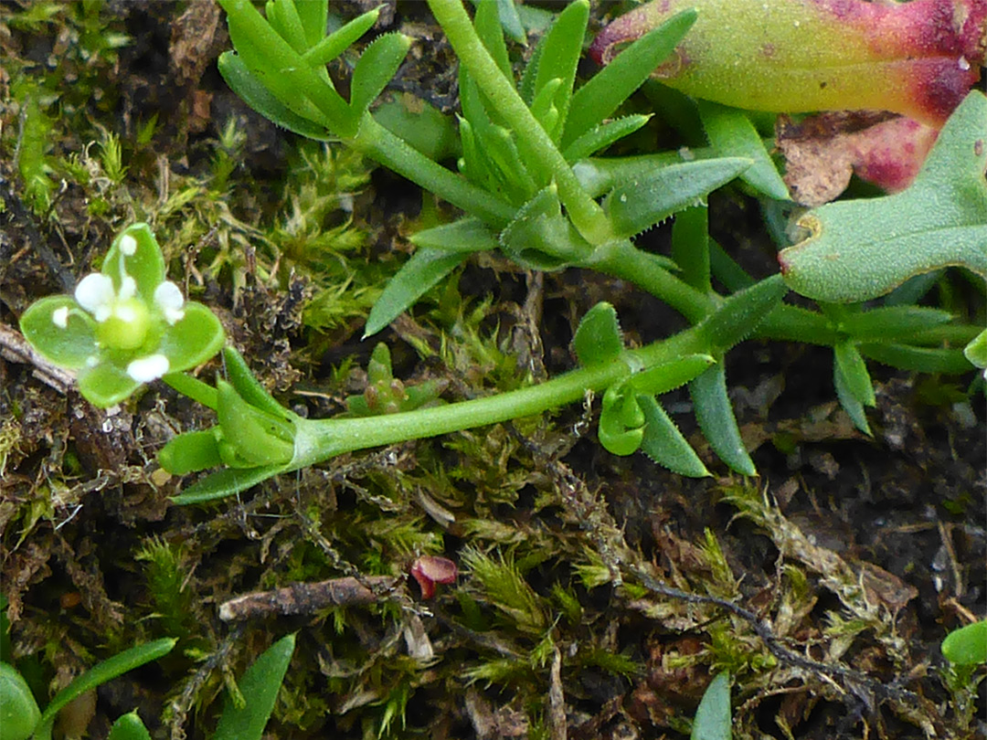 Single flower