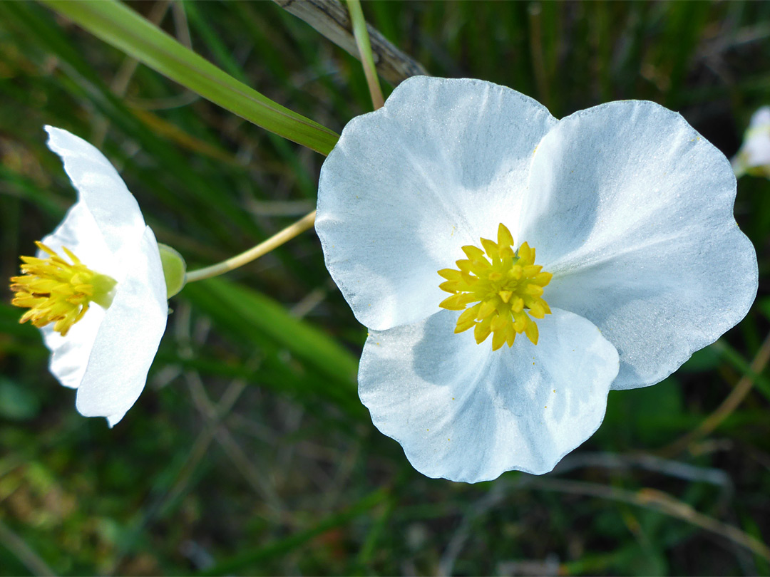 Two flowers