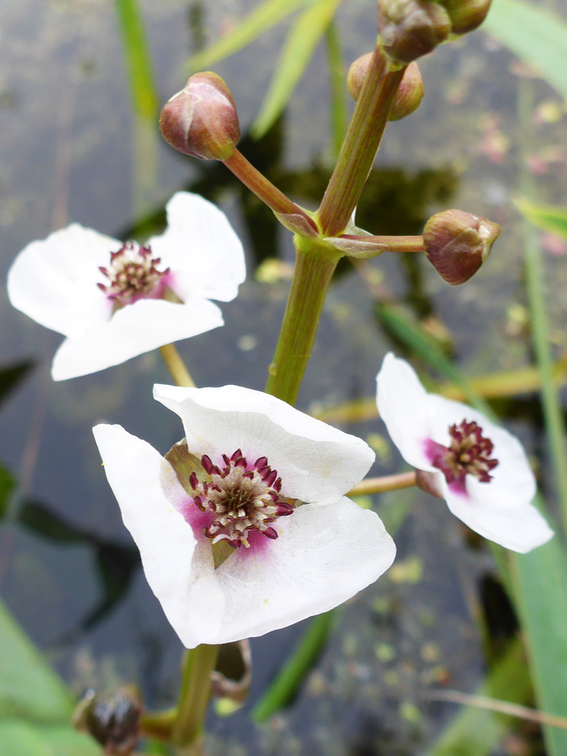 Three flowers