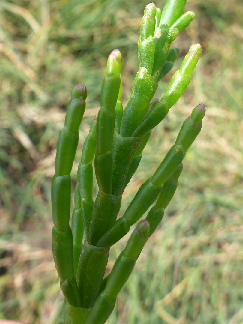 Green stem