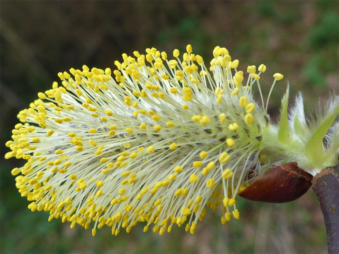 Inflorescence