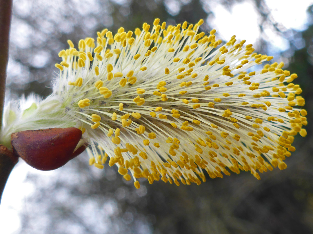 Clustered stamens