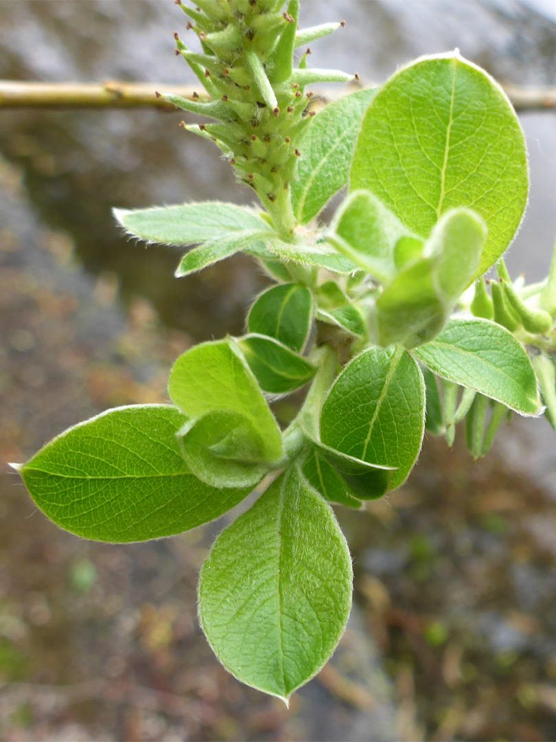 Ovate leaves