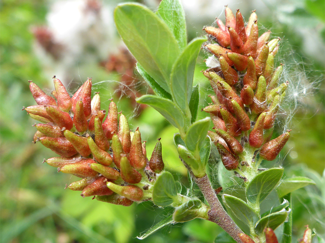 Leaves and inflorescence