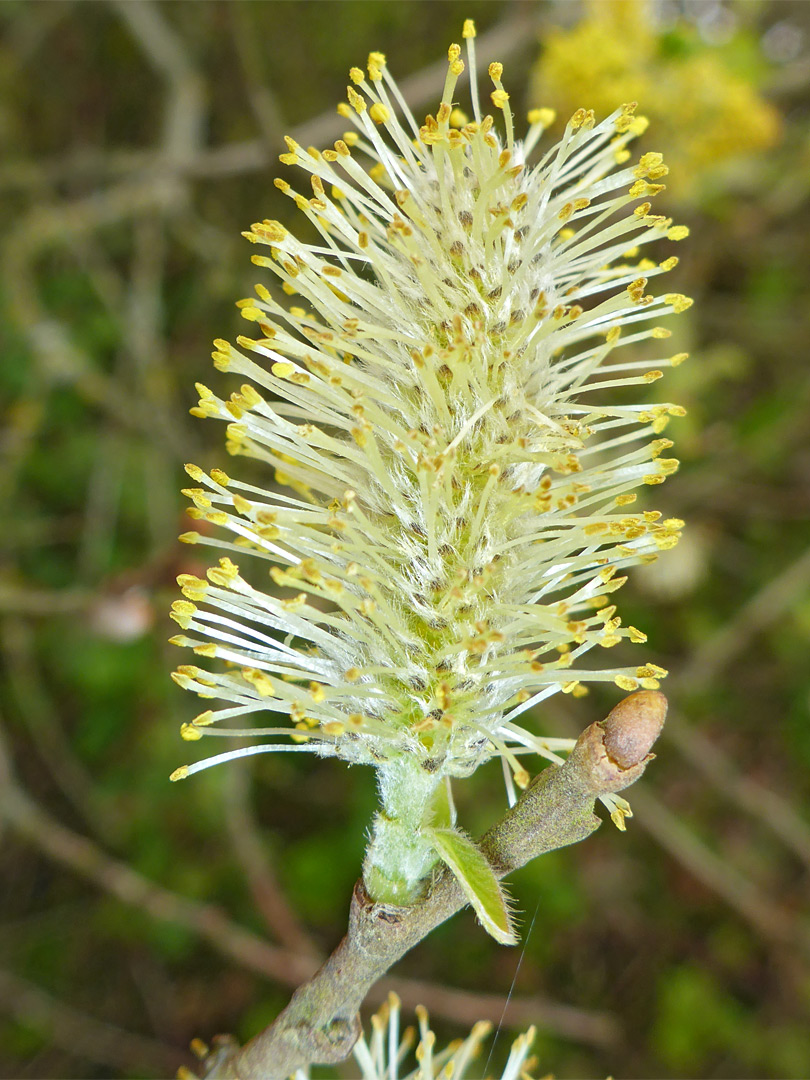 Stamens