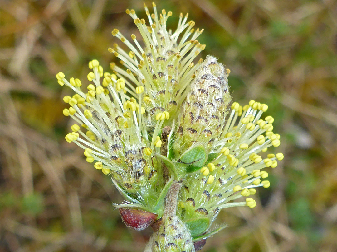 Inflorescence