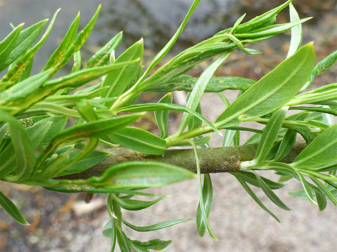 Clustered leaves