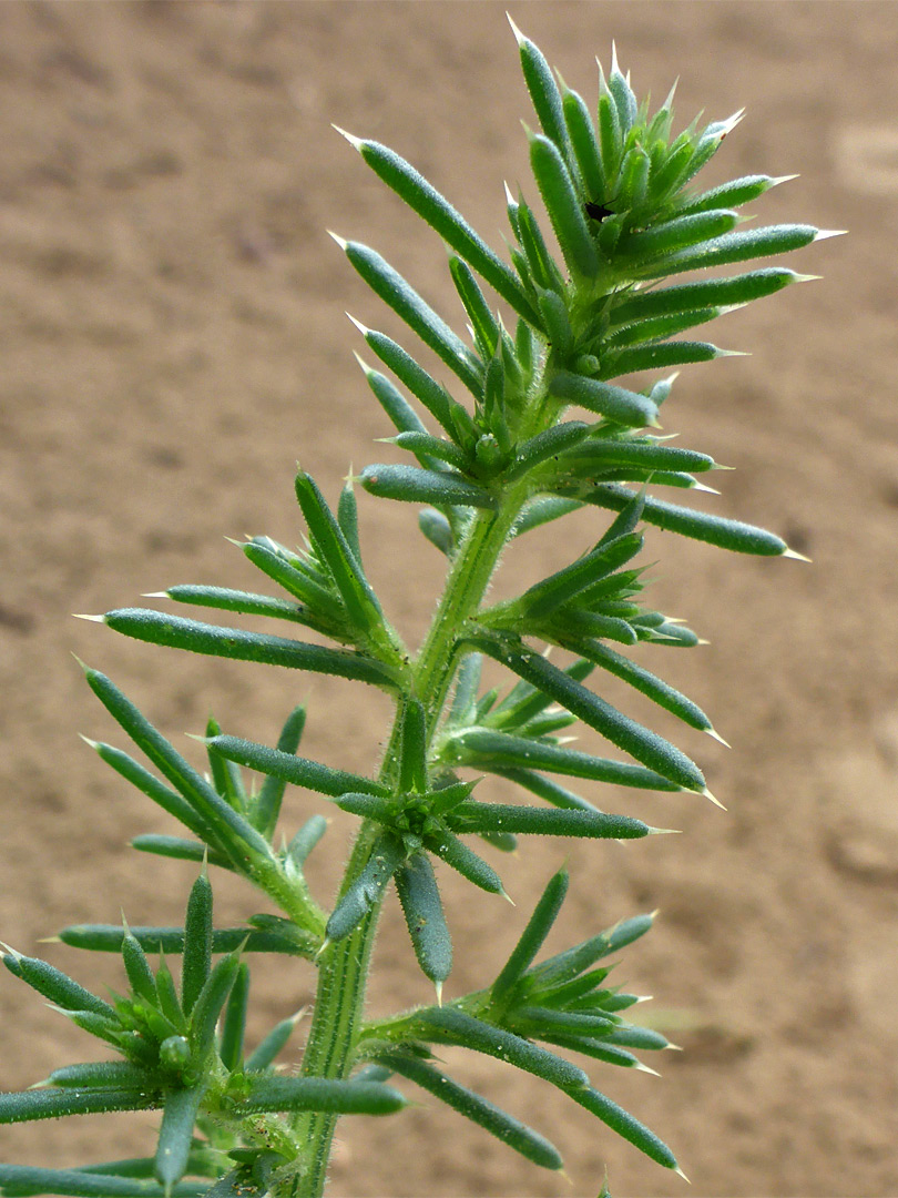 Prickly saltwort