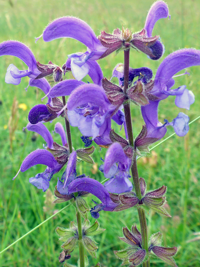 Blue-purple flowers