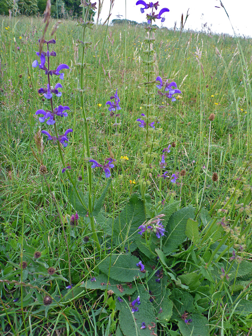 Plants in a field