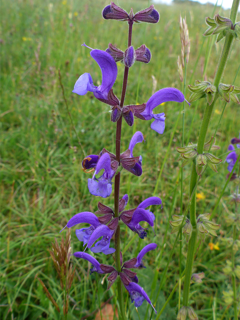 Whorled flowers