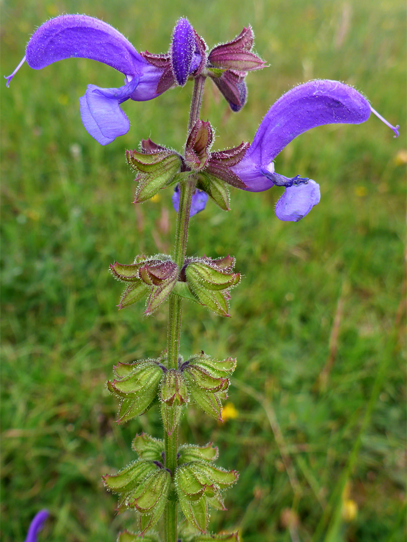 Two flowers