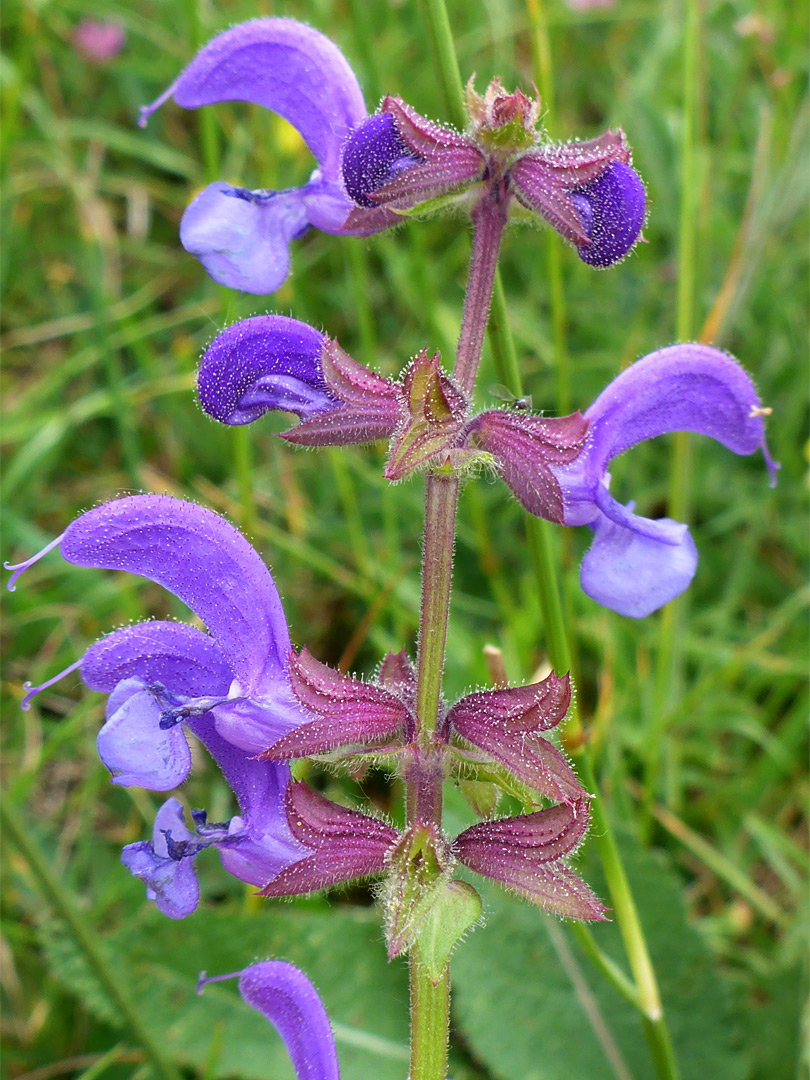 Inflorescence