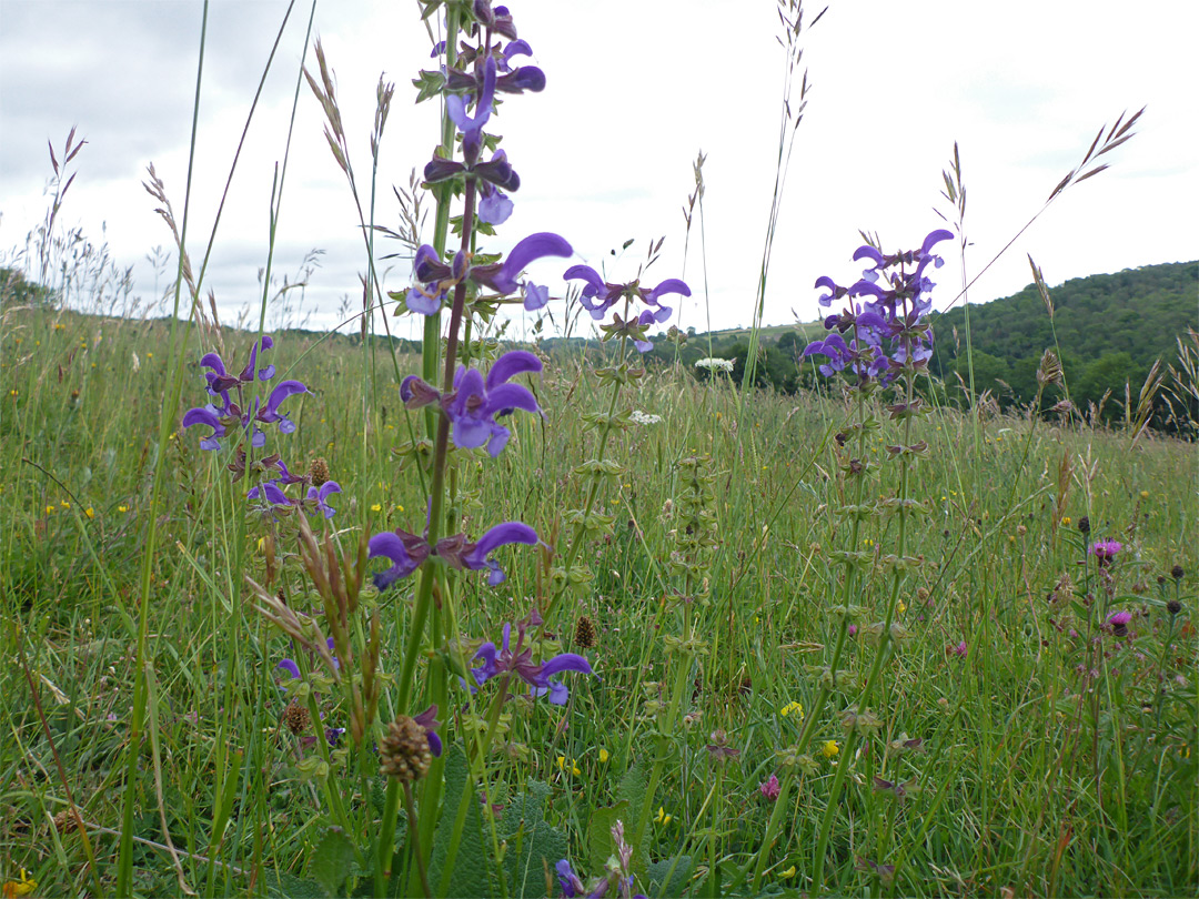 Meadow clary, in situ