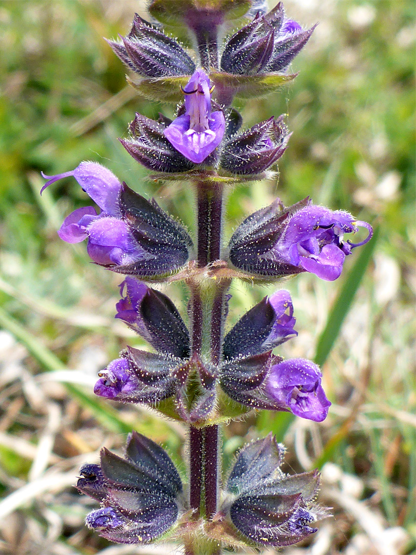 Elongated inflorescence