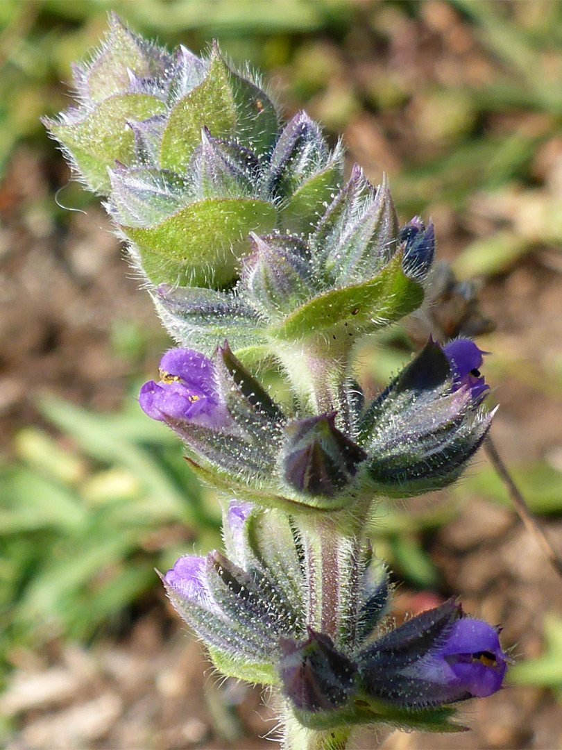 Bracts and flowers