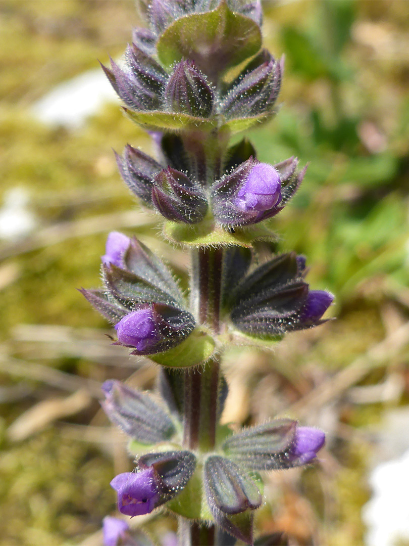 Developing inflorescence