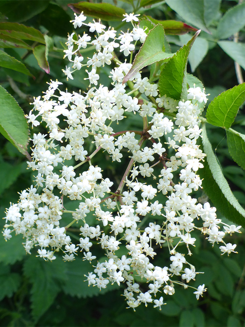 White flowers