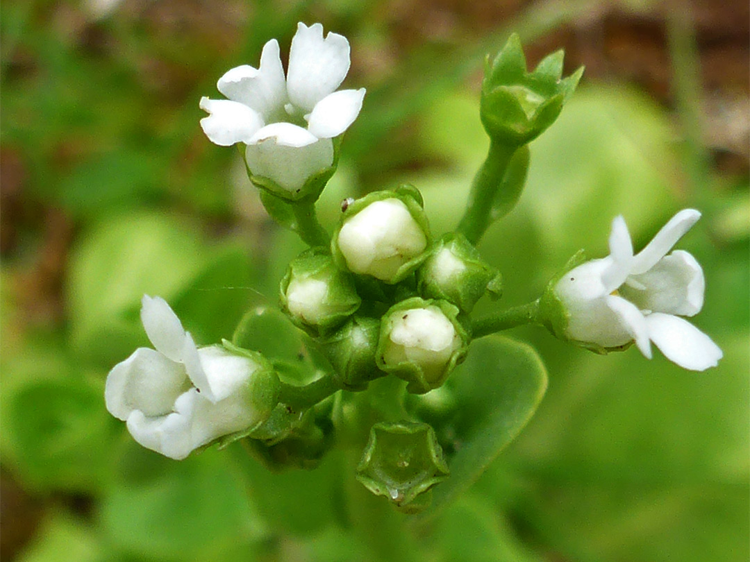 White flowers