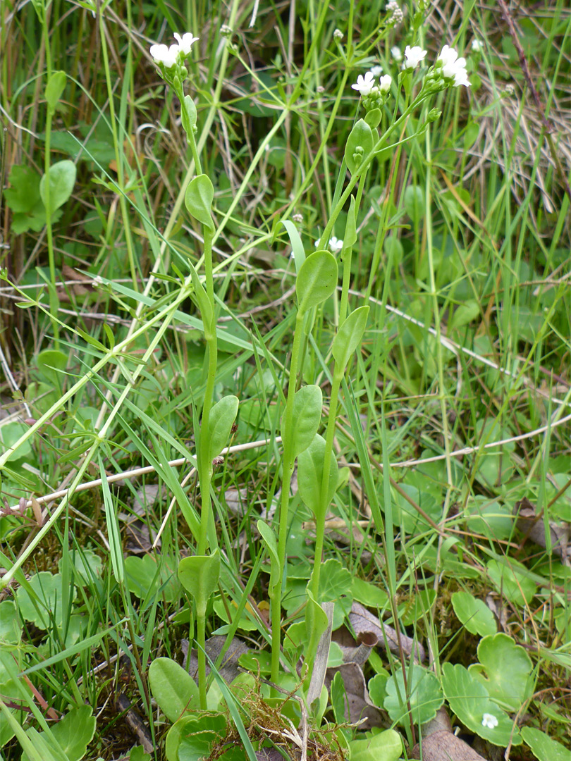 Flowering stems