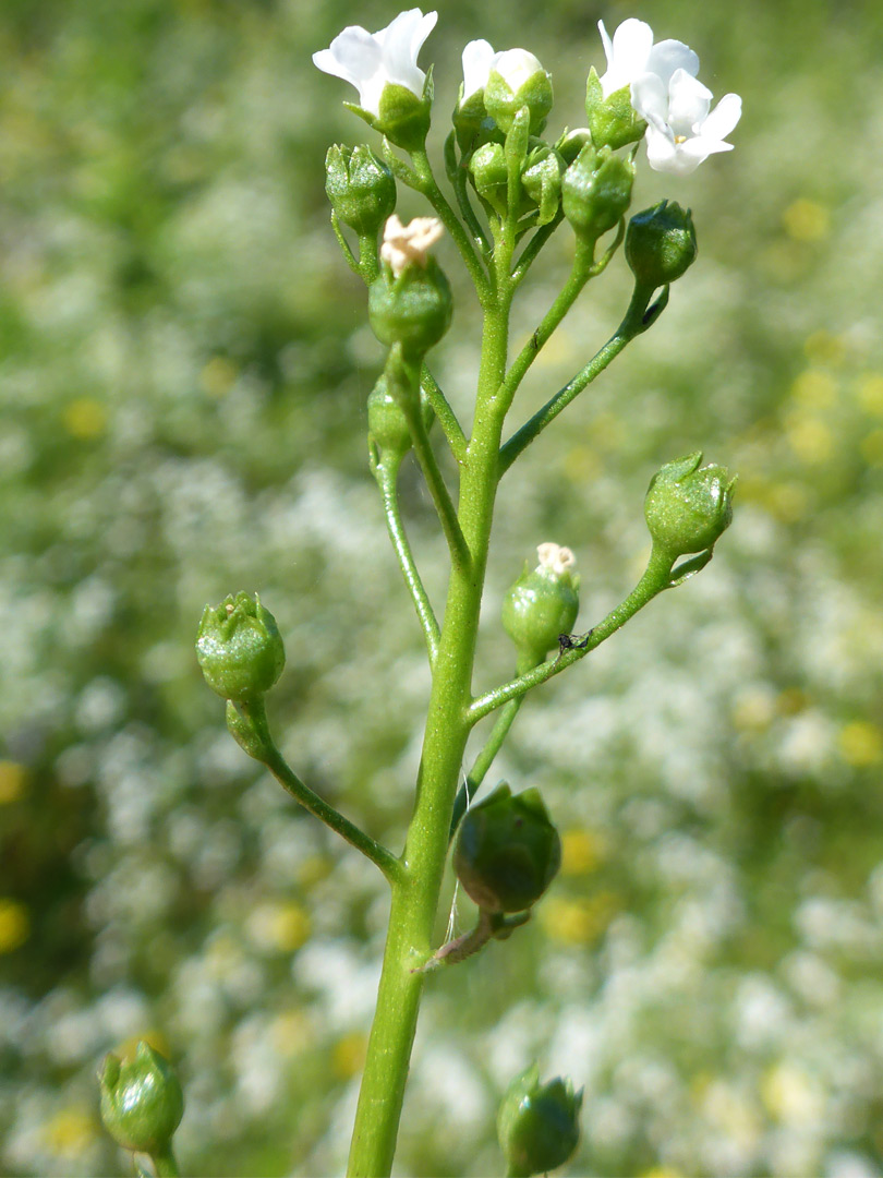 Inflorescence