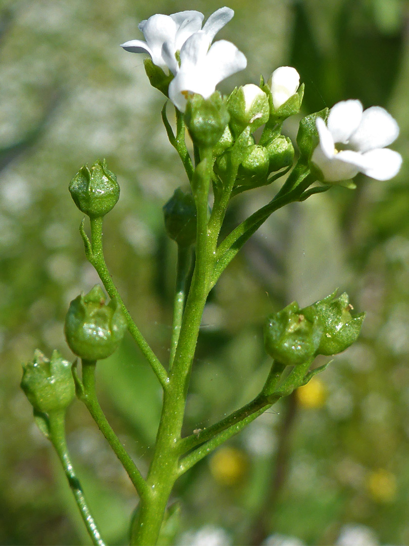 Flowers and fruit