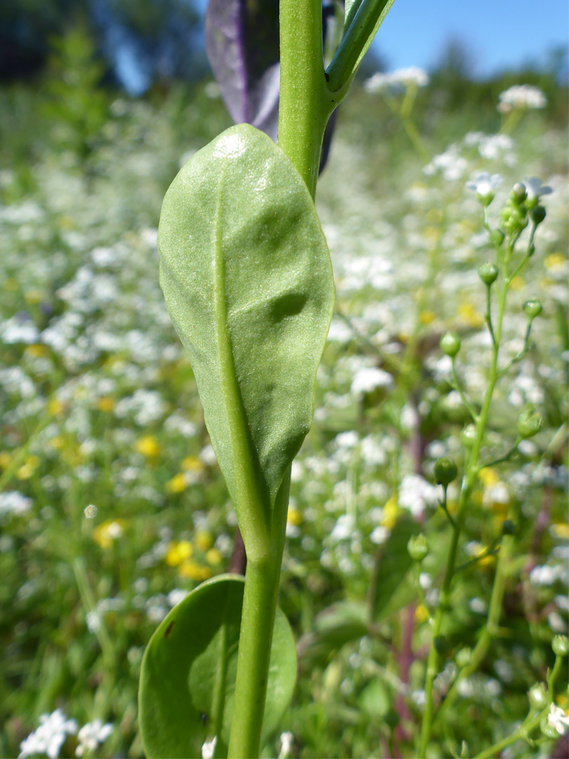 Hairless leaf