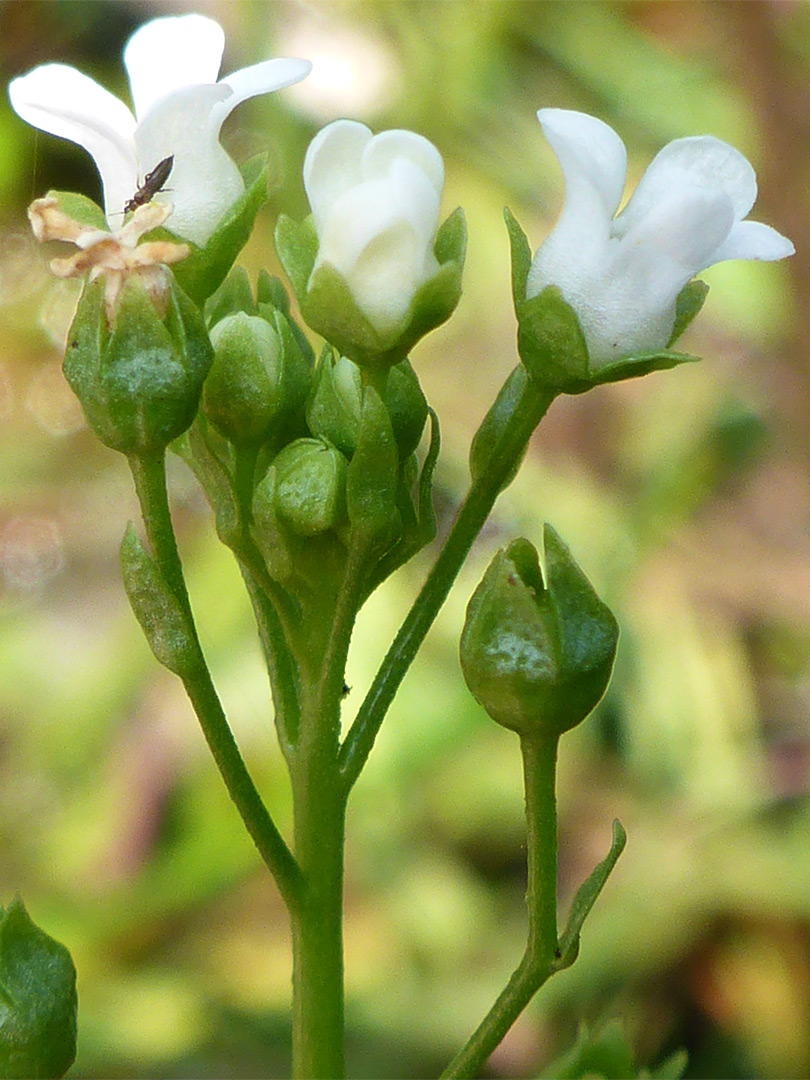 Top of a stem