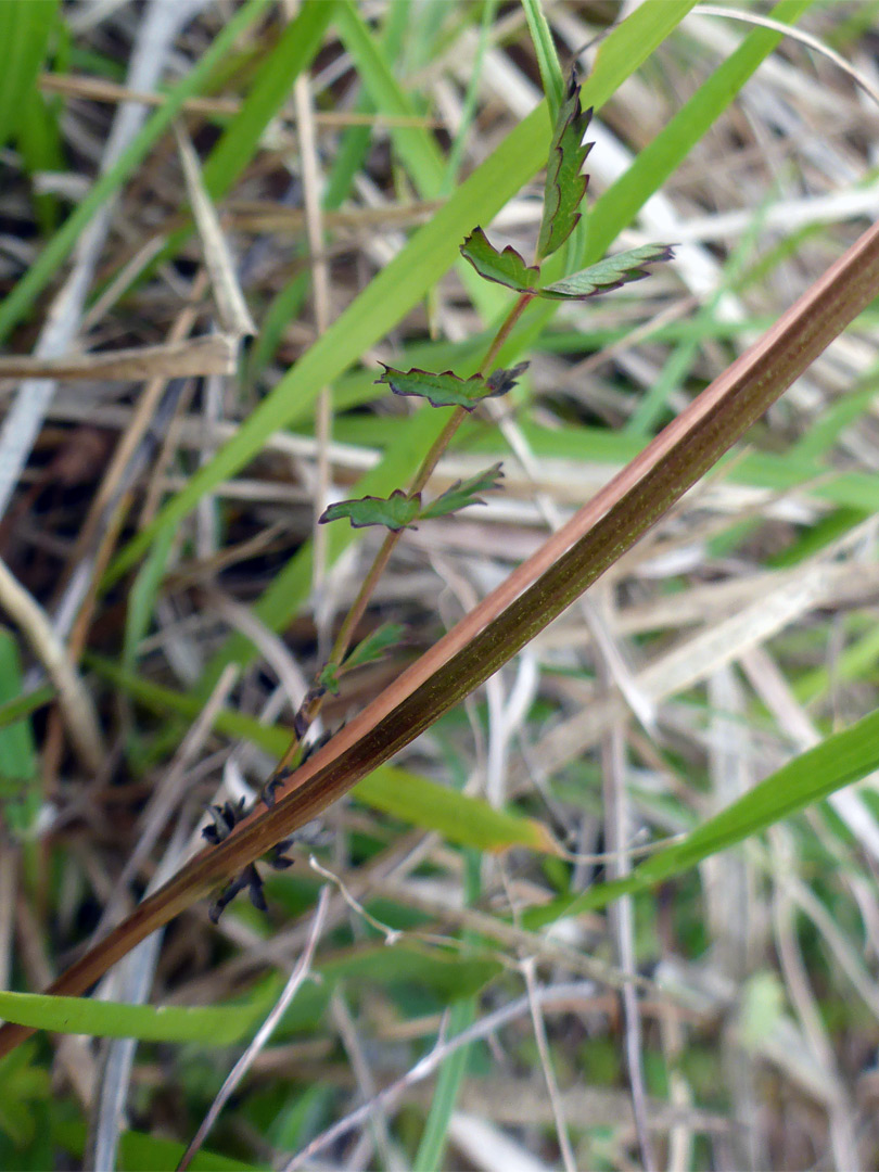 Pinnate leaf