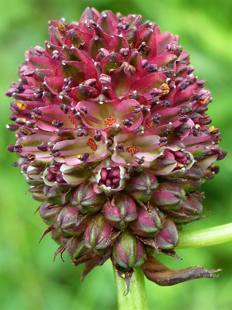 Egg-shaped flower cluster