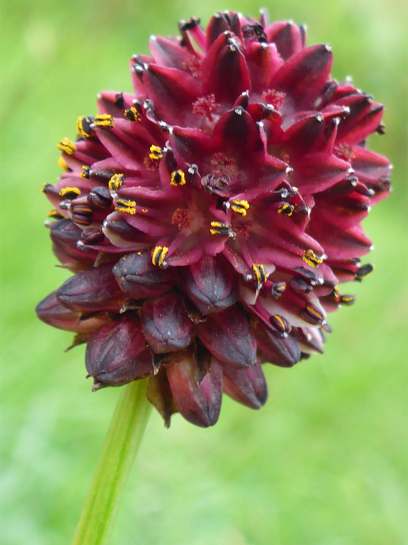 Deep red flowers