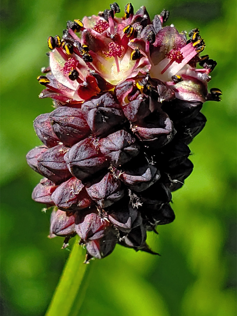 Developing inflorescence