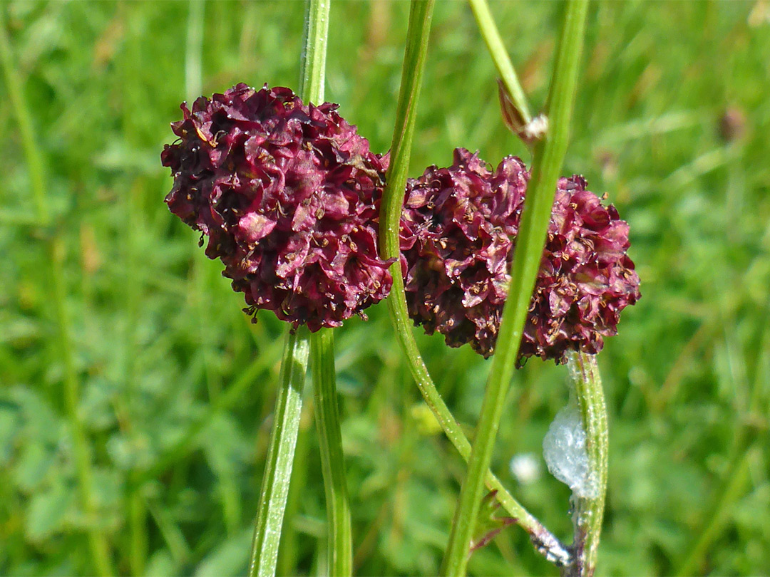 Two flower clusters